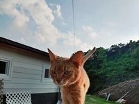 고양이