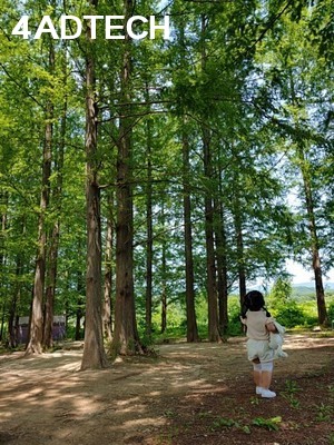 나무, 숲