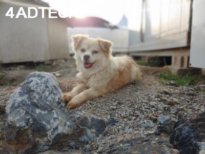 강아지