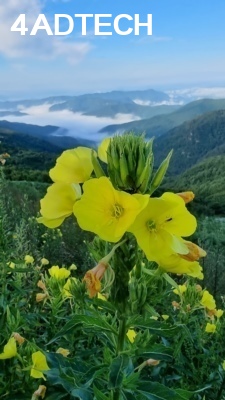 꽃, 하늘, 산