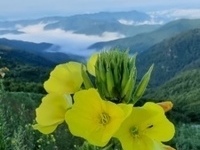 꽃, 하늘, 산
